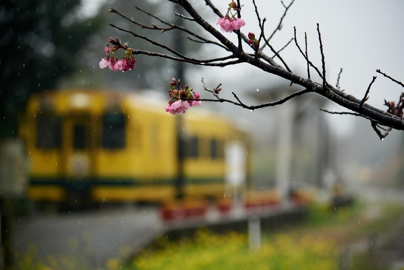 f:id:chankochanko:20210326222918j:plain