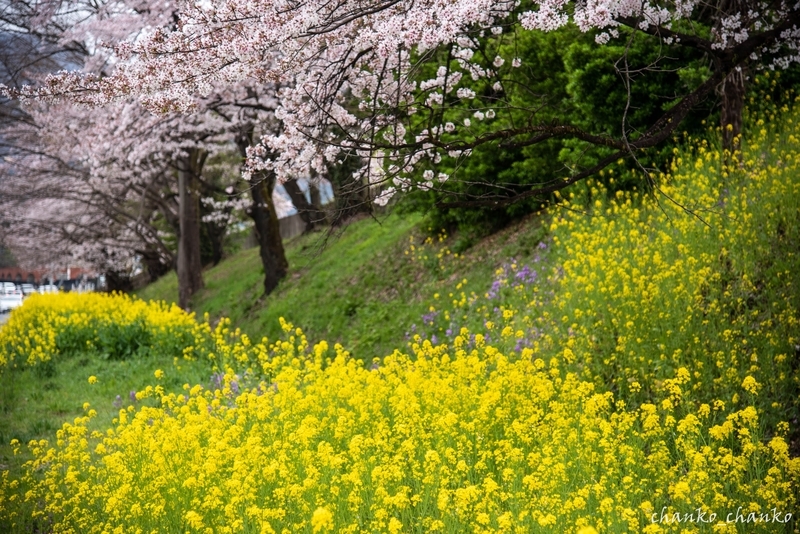 f:id:chankochanko:20210405194910j:plain