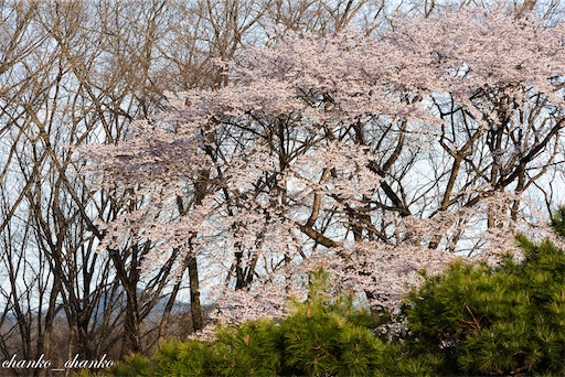 f:id:chankochanko:20230501204133j:image