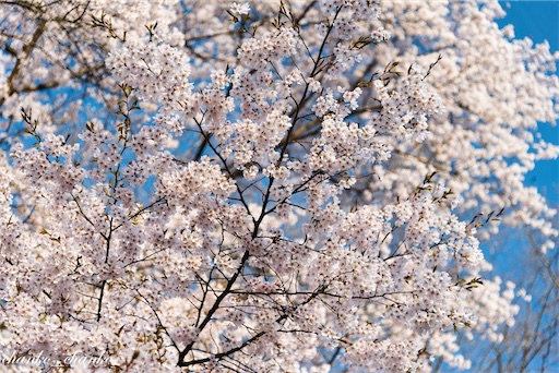 f:id:chankochanko:20230501204138j:image
