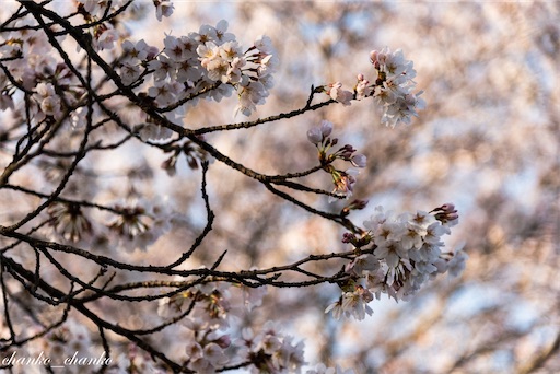 f:id:chankochanko:20230501204141j:image