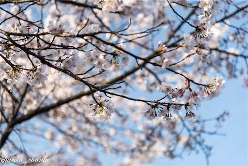 f:id:chankochanko:20230501204143j:image