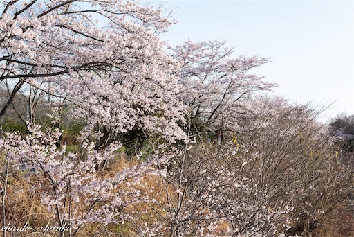 f:id:chankochanko:20230501204146j:image