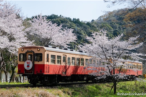 f:id:chankochanko:20250428111435j:image