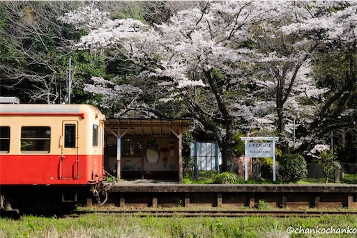 f:id:chankochanko:20250428111439j:image