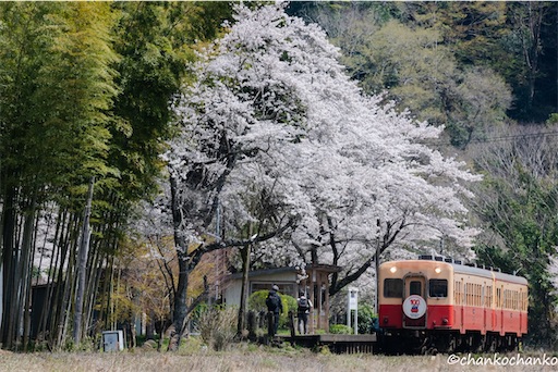 f:id:chankochanko:20250428111457j:image