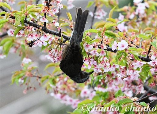 f:id:chankochanko:20260418105829j:image
