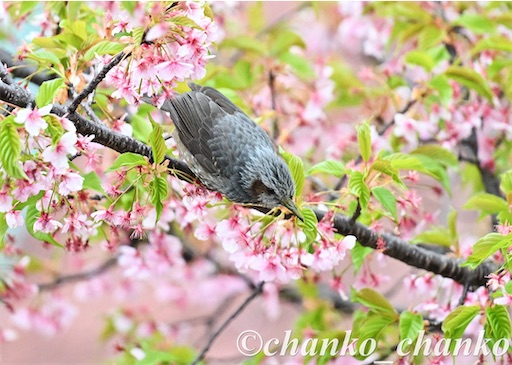 f:id:chankochanko:20260418105832j:image
