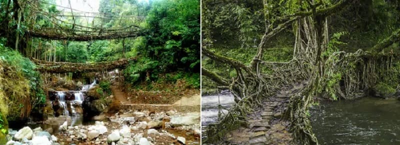 ノングリアート村生きた吊り橋