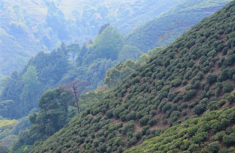 ダージリンに広がる茶畑