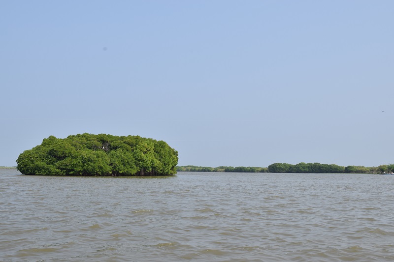 ピンチャワラムマングローブ林の写真(ベンガル湾に出たところ)