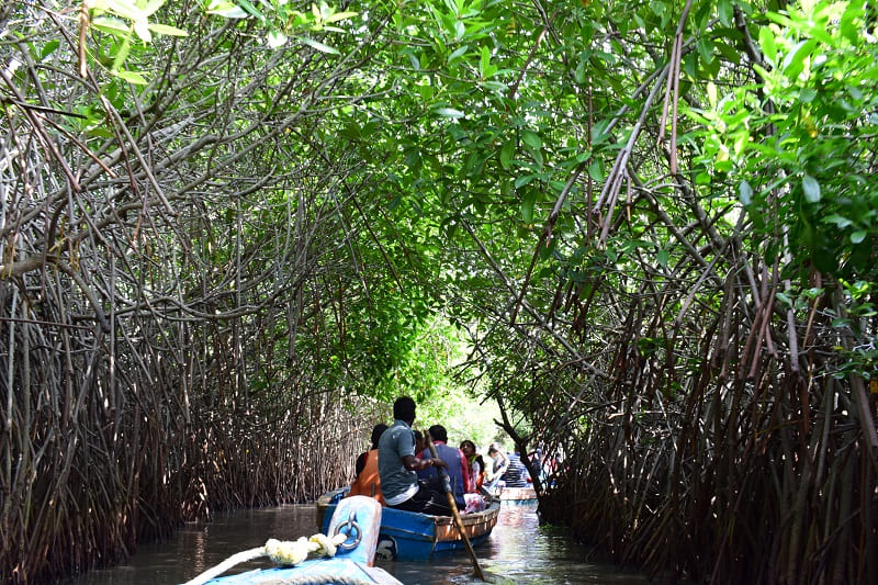 ピチャワラムマングローブ林の写真(マングローブのトンネル②)