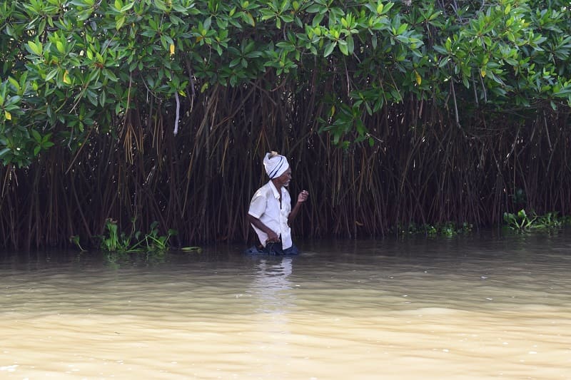 ピチャワラムマングローブ林の写真(マングローブ林で修行する男性)