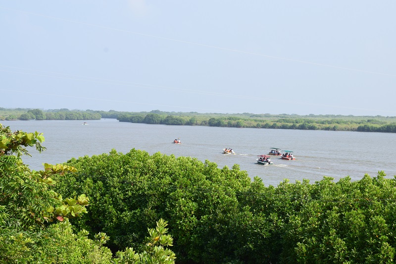 広大なピチャワラムマングローブ林①