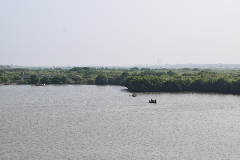 広大なピチャワラムマングローブ林②