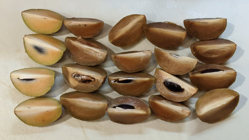 チクー（サポジラ）を切ったところ