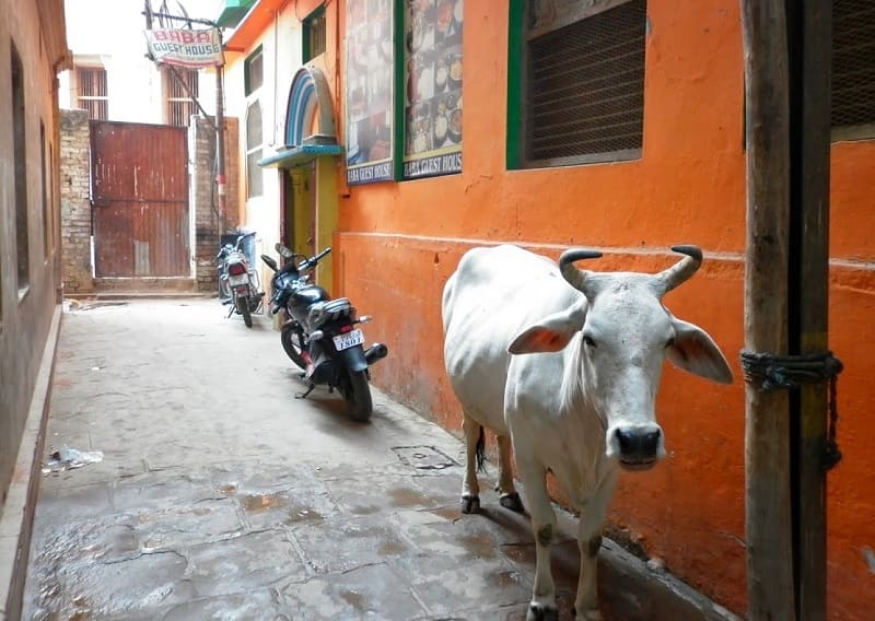 インドで神聖視されている雄のこぶ牛