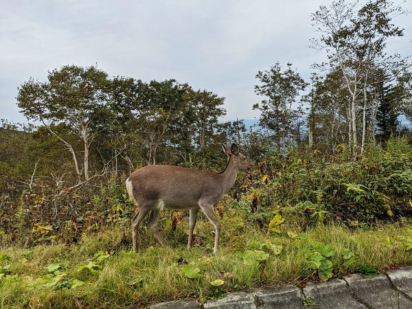 野生のエゾシカに遭遇