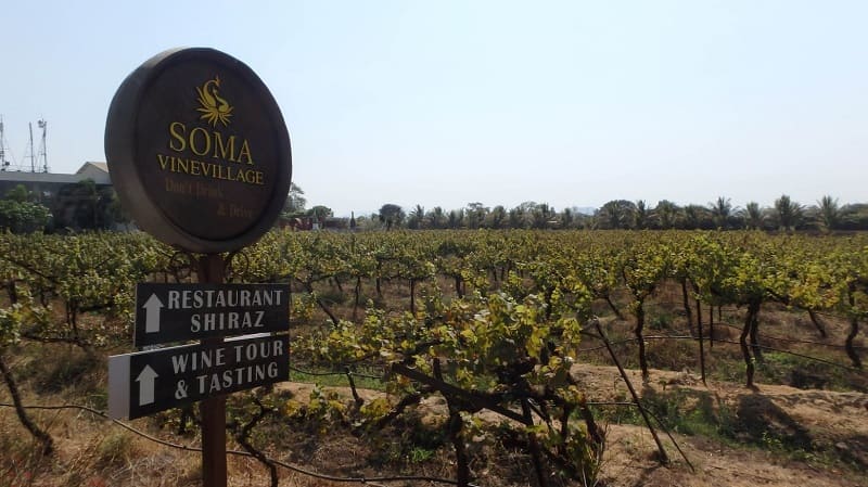 Soma Vineyard