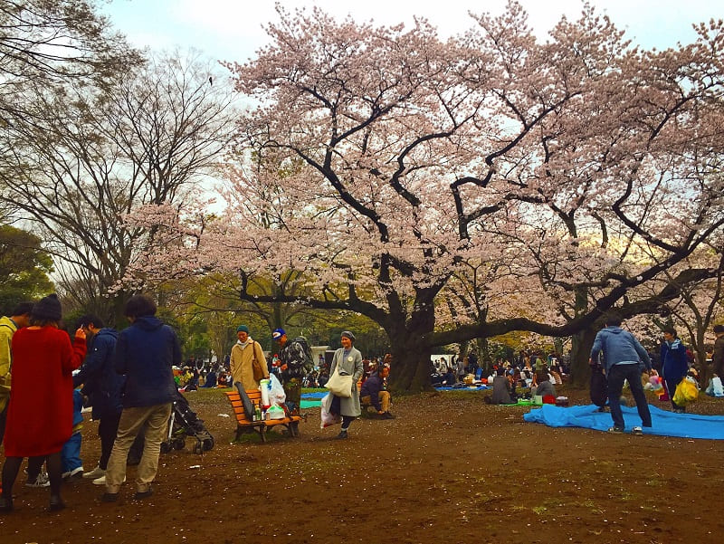 代々木公園でお花見