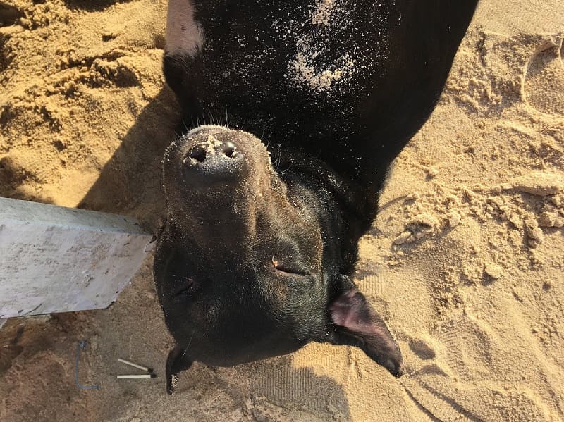 浜辺ではニンゲンだけでなくワンコたちものんびりしている。