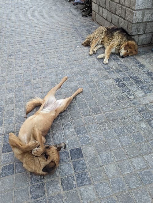 メインバザールの犬