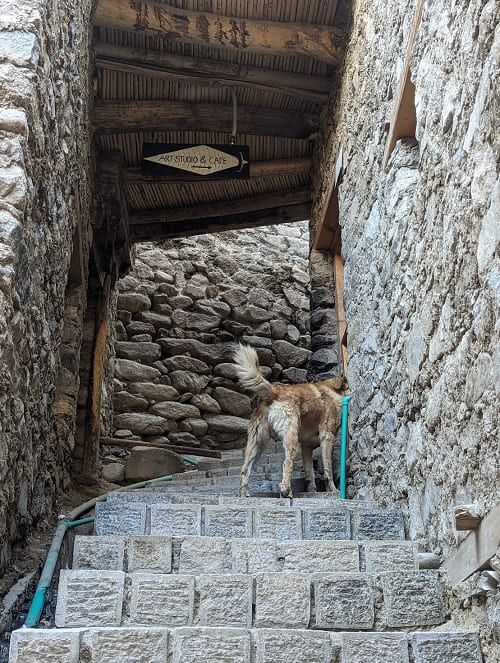 階段をすいすい登っていく犬