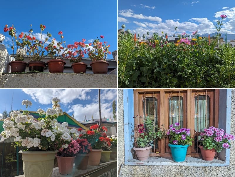 レー市内のお花