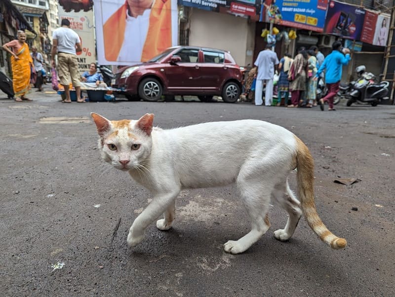 ギルガオンの猫