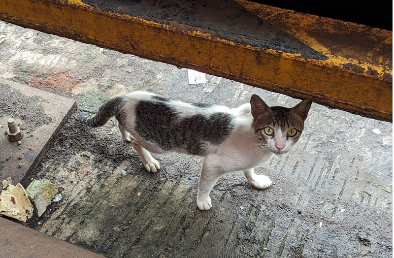 ギルガオンの猫