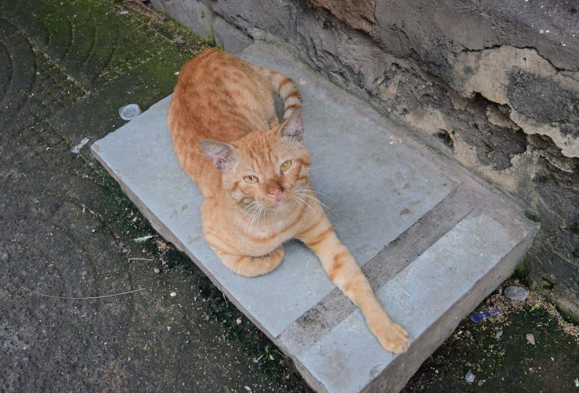 ギルガオンの猫