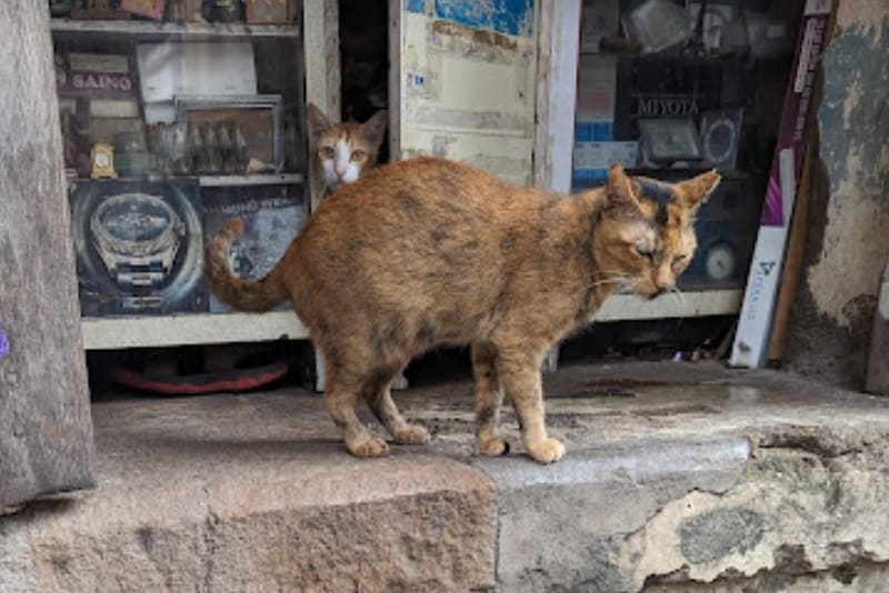 ギルガオンの猫