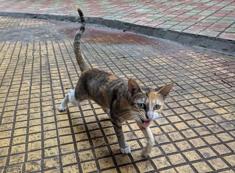 ギルガオンの猫