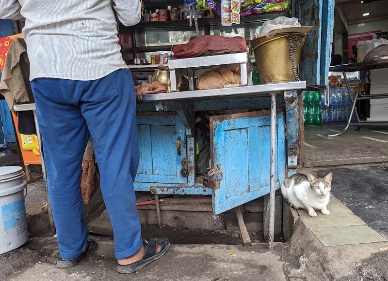ギルガオンの猫