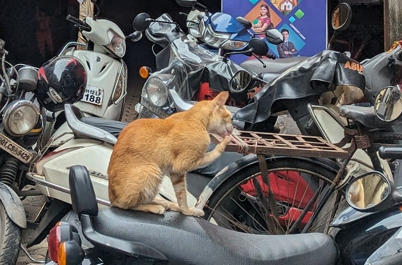 ギルガオンの猫