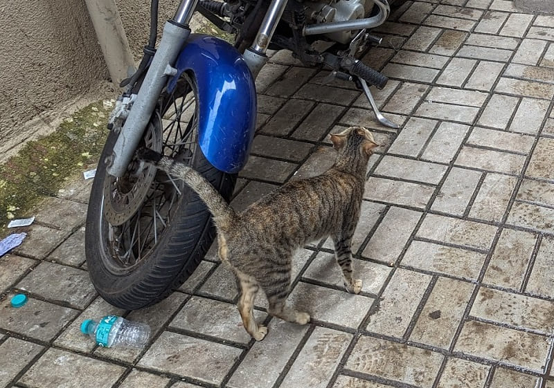 ギルガオンの猫
