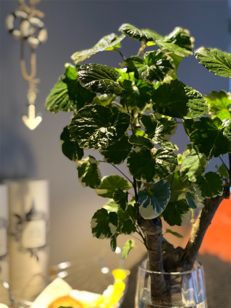 f:id:chankotochan:20210528075923j:image