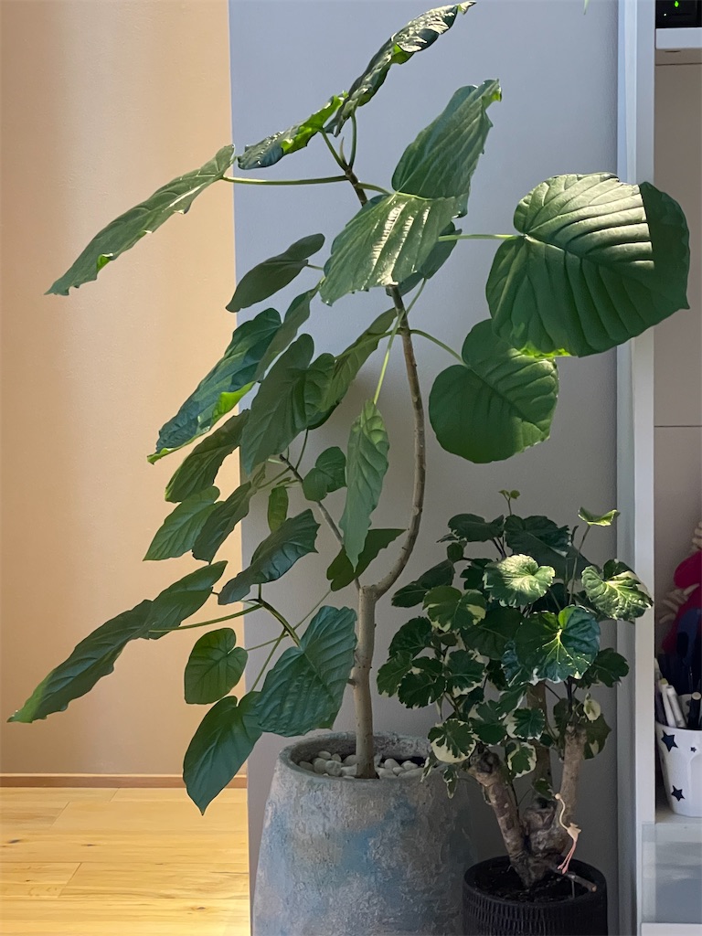 f:id:chankotochan:20210528075927j:image