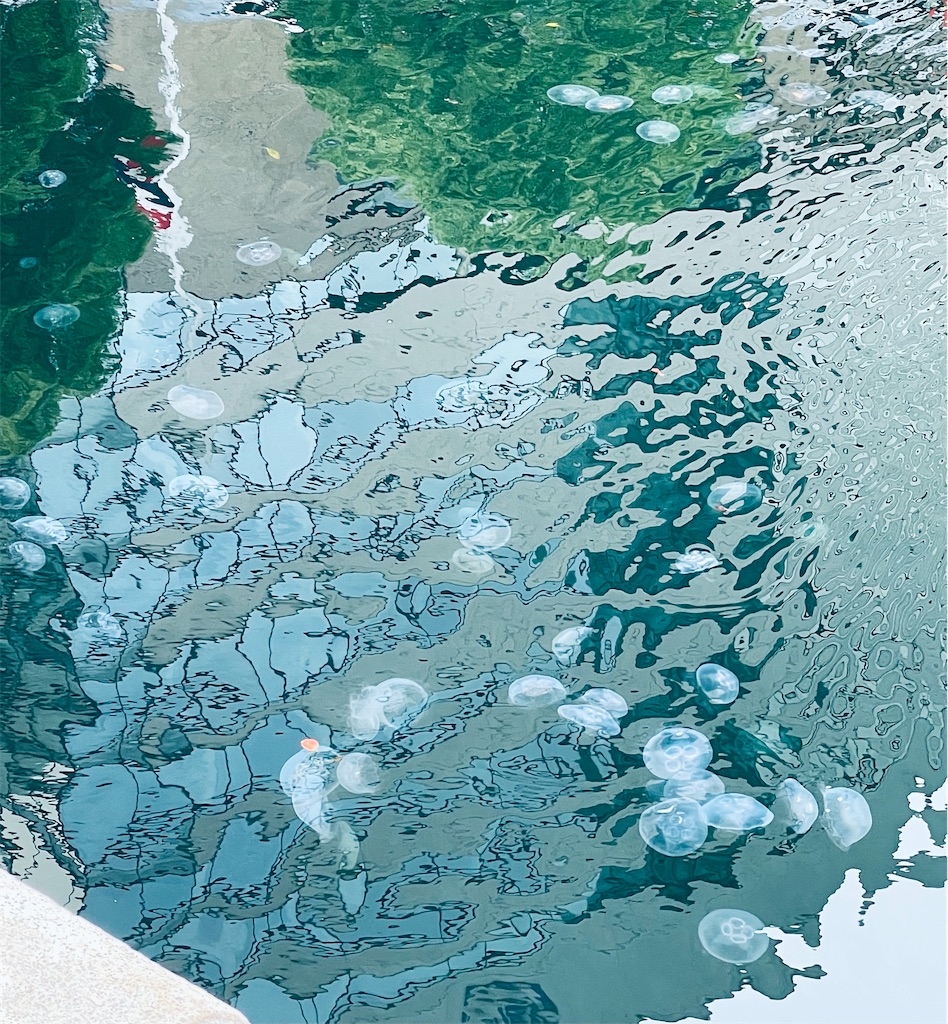 f:id:chankotochan:20210528080305j:image