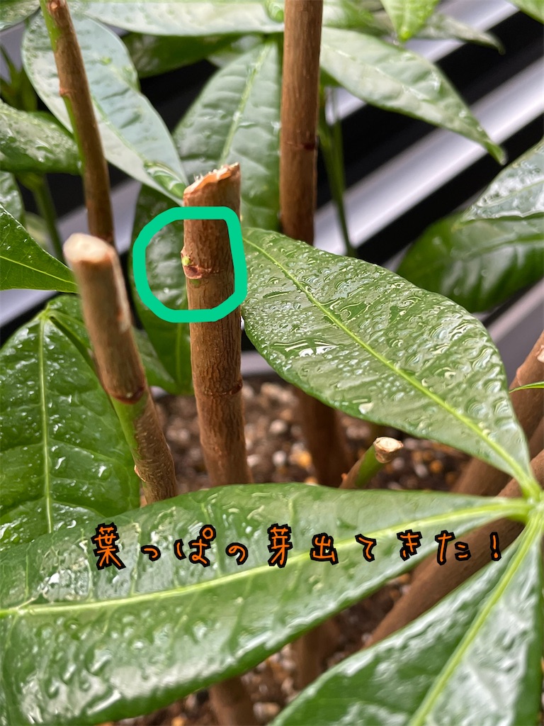 f:id:chankotochan:20210614090100j:image f:id:chankotochan:20210614090100j:image