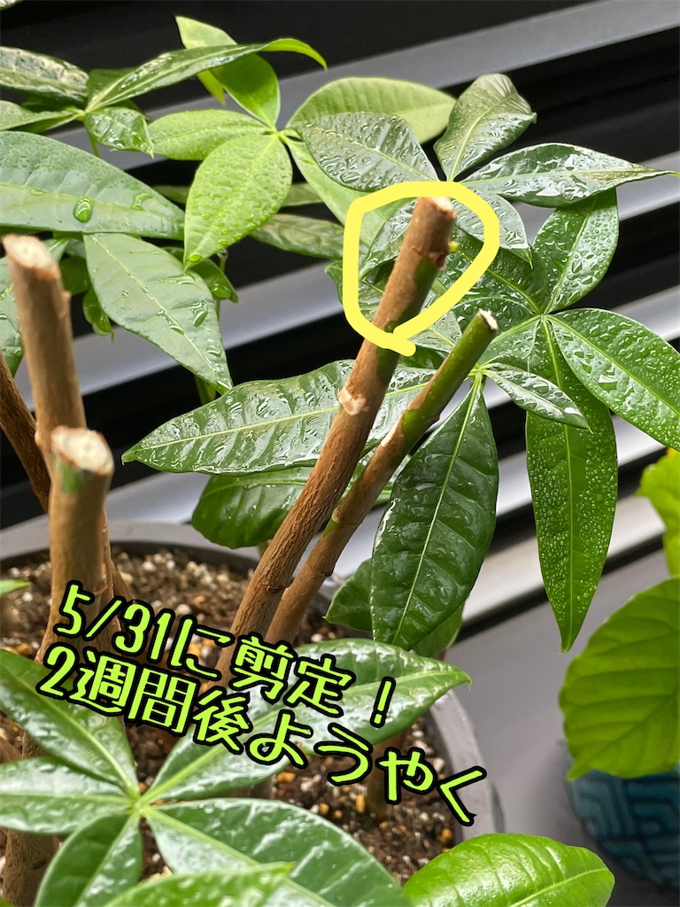 f:id:chankotochan:20210614090104j:image f:id:chankotochan:20210614090104j:image