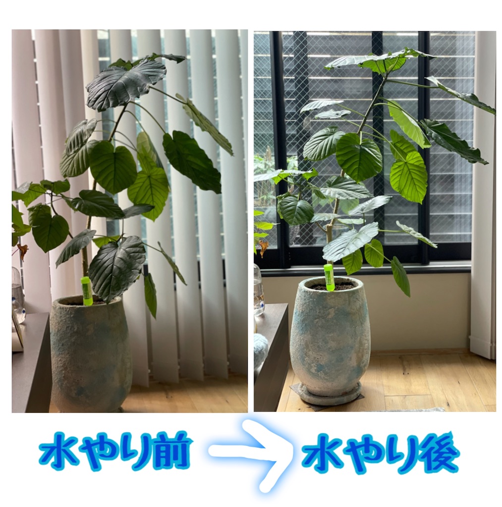 f:id:chankotochan:20210614090201j:image f:id:chankotochan:20210614090201j:image