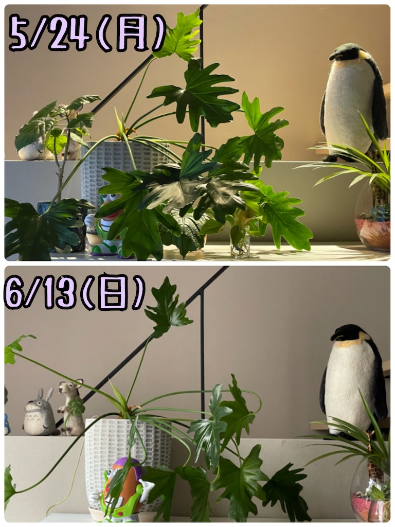 f:id:chankotochan:20210614090209j:image f:id:chankotochan:20210614090209j:image