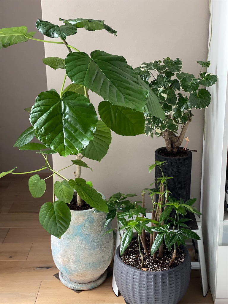 f:id:chankotochan:20210703141115j:image f:id:chankotochan:20210703141115j:image