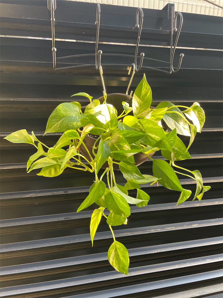 f:id:chankotochan:20210713082151j:image f:id:chankotochan:20210713082151j:image