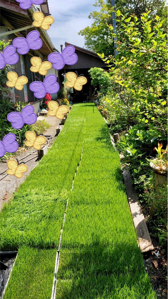 f:id:chankotochan:20210715081837j:image