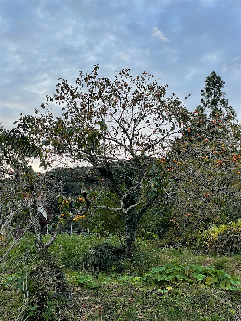 f:id:chankotochan:20210927140149j:image f:id:chankotochan:20210927140149j:image