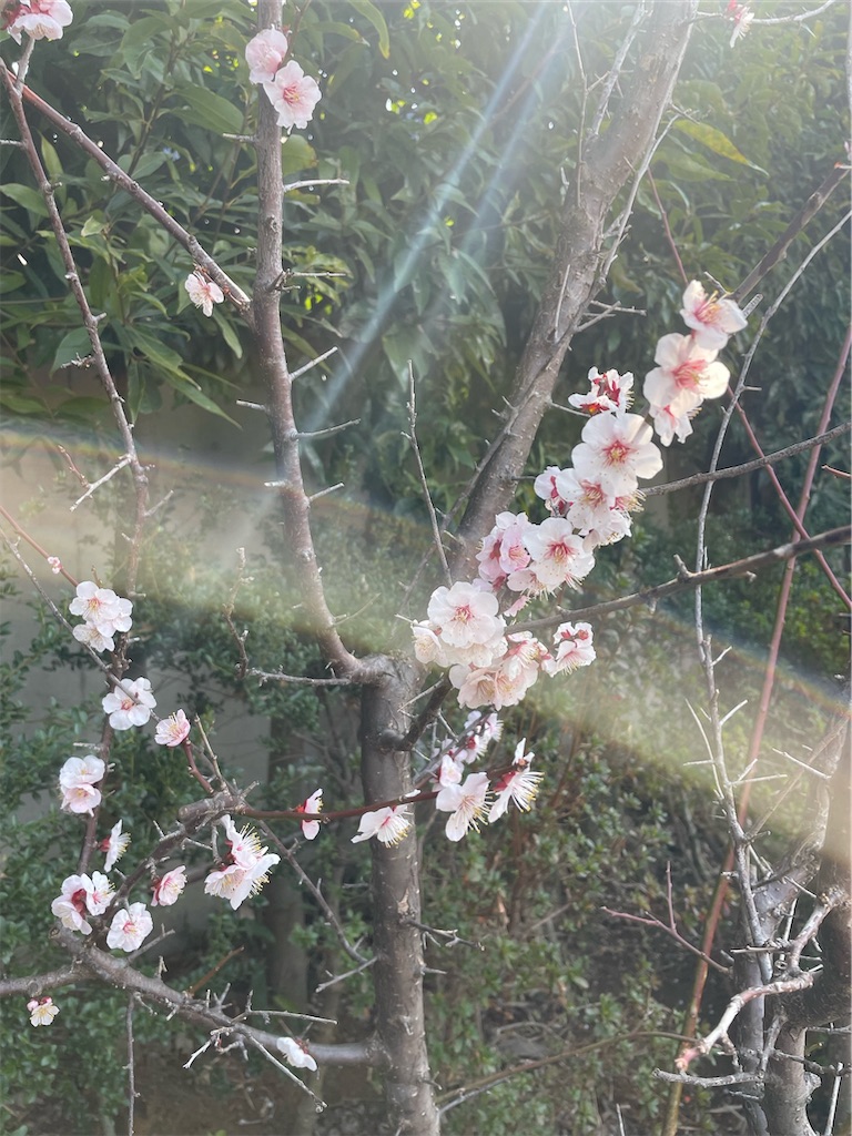 f:id:chankotochan:20220414080746j:image f:id:chankotochan:20220414080746j:image