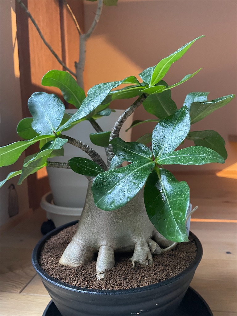 f:id:chankotochan:20220827000132j:image