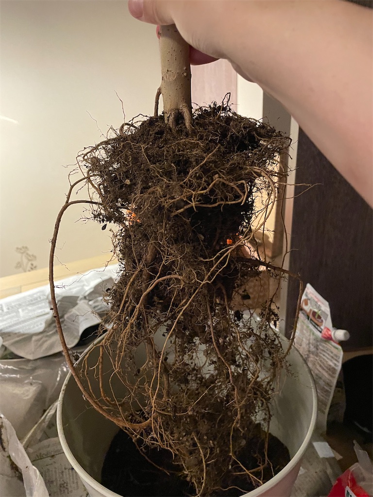 f:id:chankotochan:20220827000613j:image